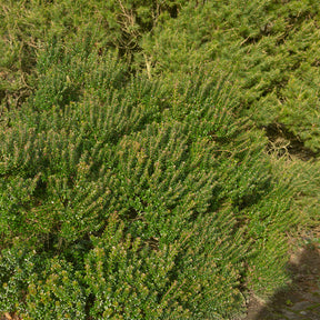 Tarent-Myrte - Myrtus communis Tarentina - Willemse