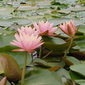 Nymphaea Colorado - Seerose ‘Colorado’ - Seerosen