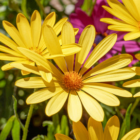 Gelbe Kapmargerite - Osteospermum jaune - Willemse