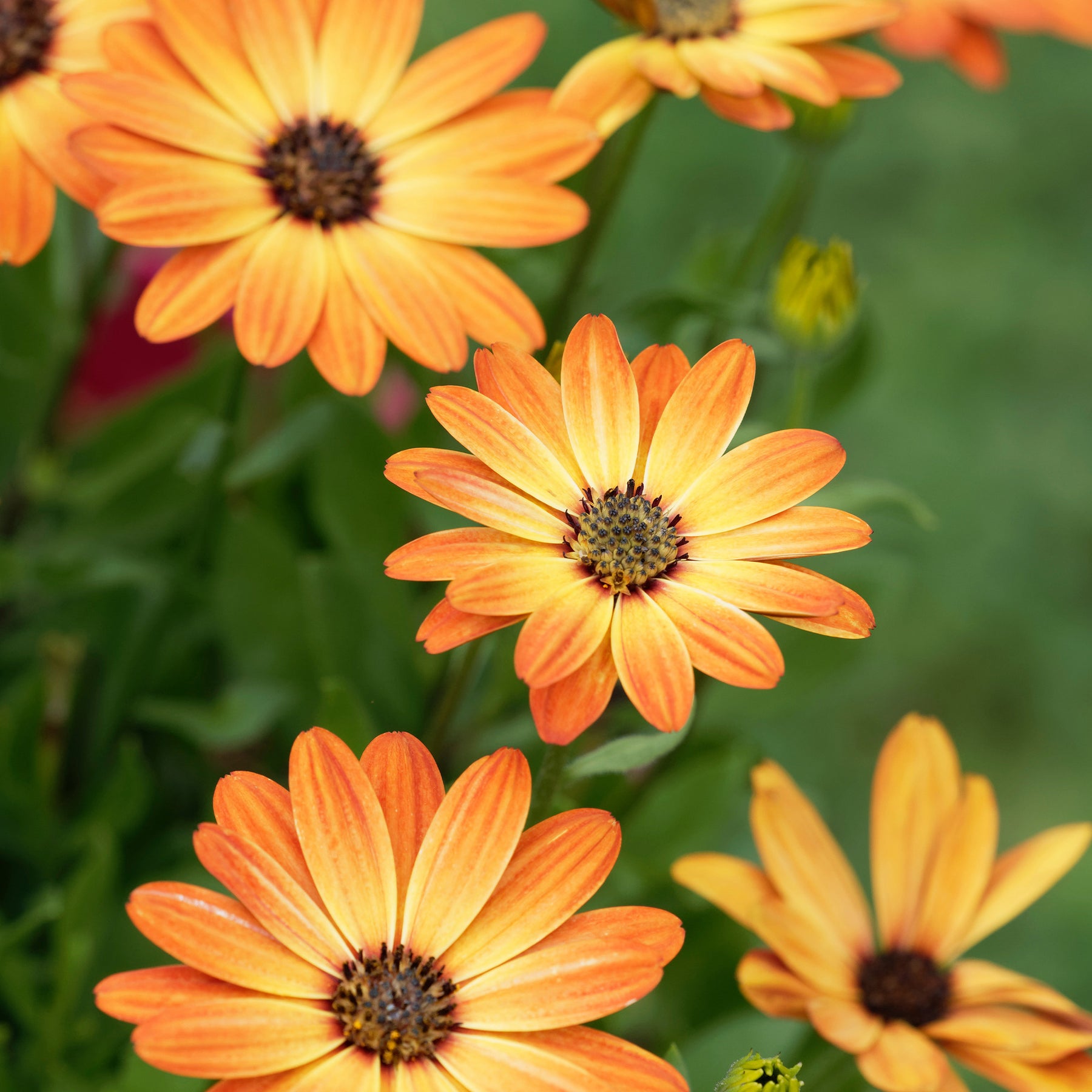 Kapmargerite orange - Osteospermum orange - Willemse
