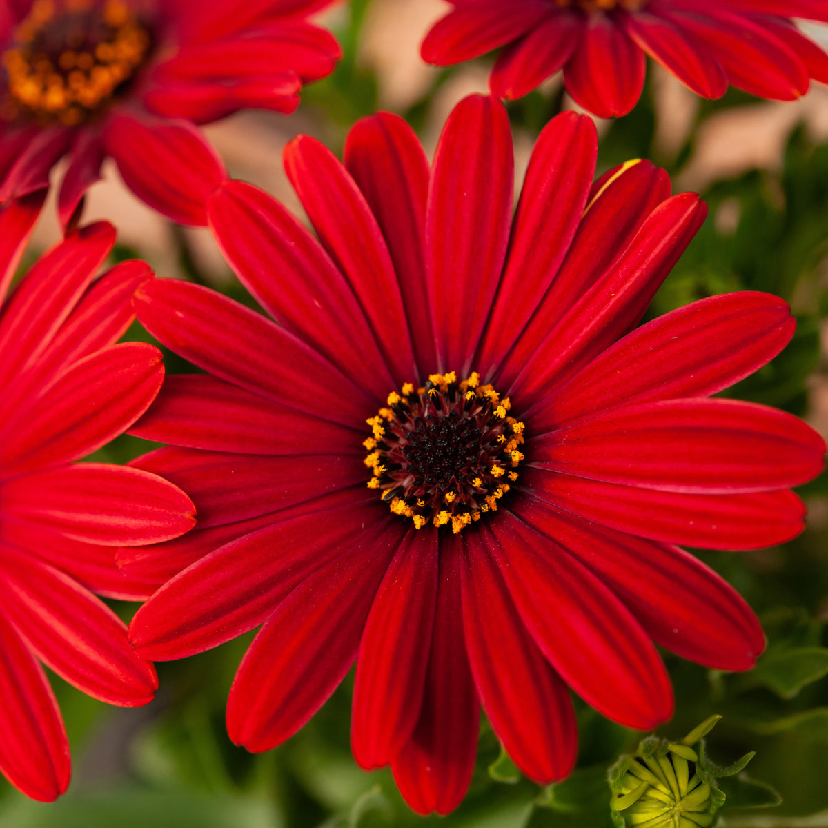 Kapmargerite rot - Osteospermum rouge - Willemse