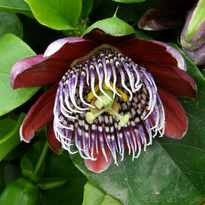 Riesen-Passionsblume - Passiflora alata - Willemse