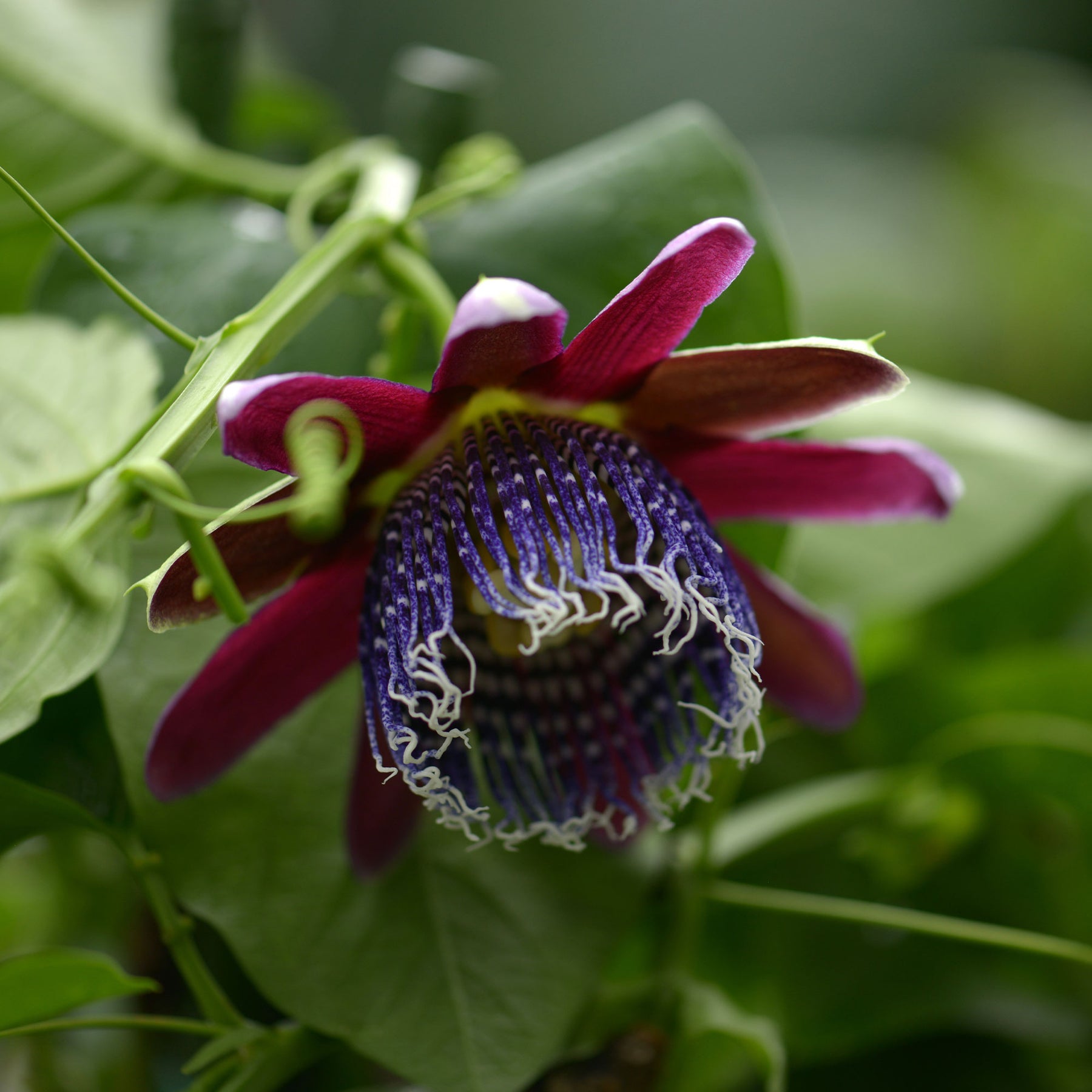 Riesen-Passionsblume - Passionsblume - Willemse