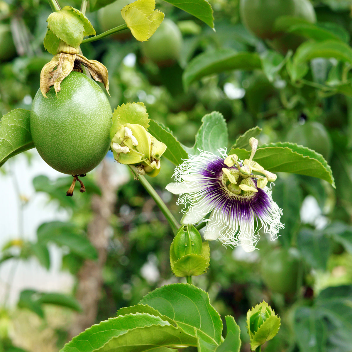 Passionsfrucht (Grenadille) - Willemse