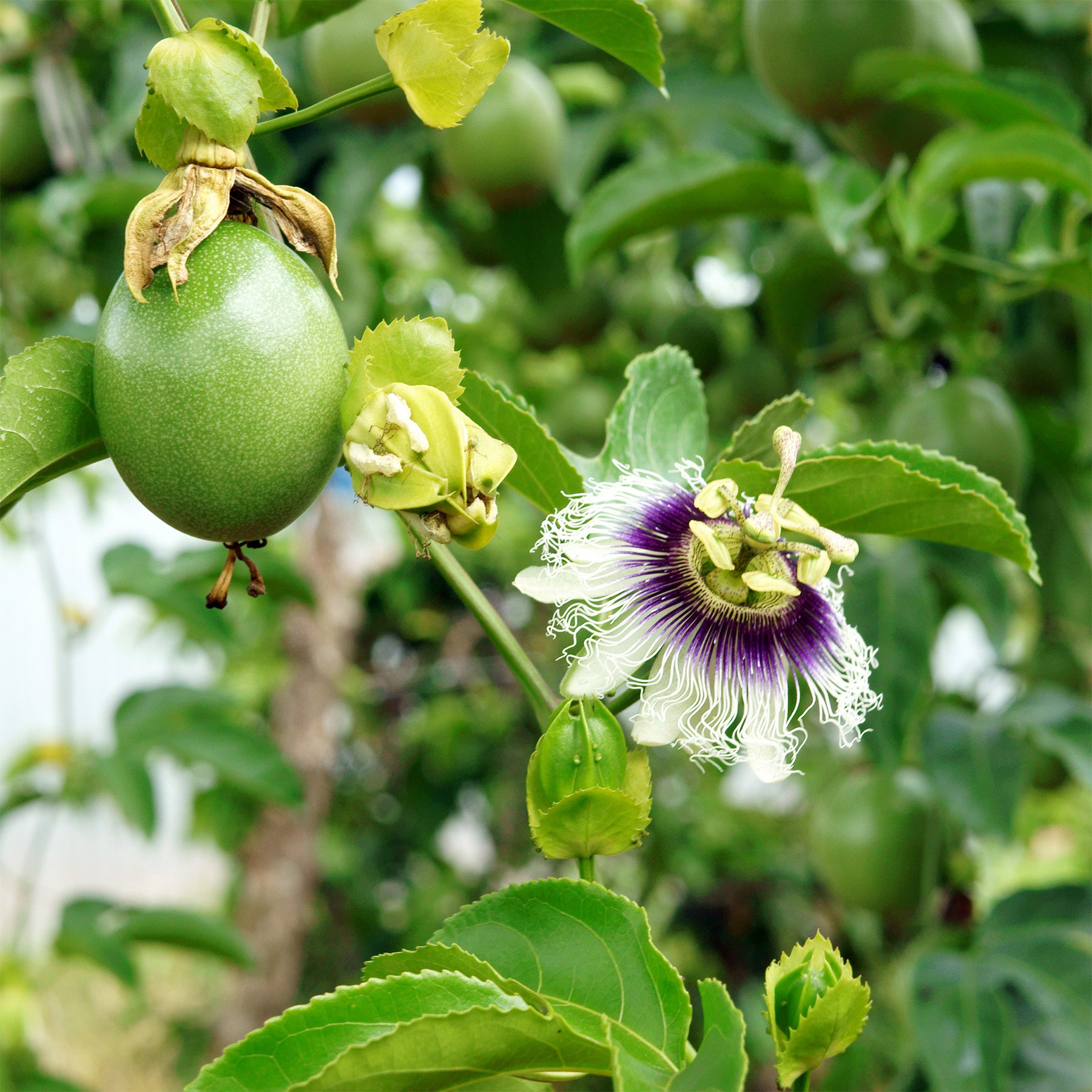 Passionsfrucht (Grenadille) - Willemse