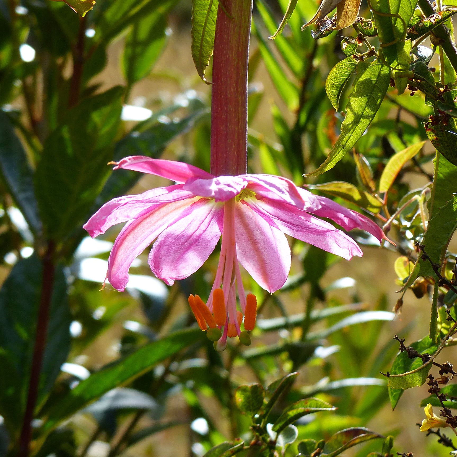 Bananen-Passionsblume - Willemse
