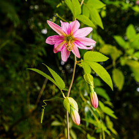 Bananen-Passionsblume - Passiflora mollissima - Willemse
