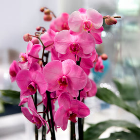 Orchidee rosa - Willemse