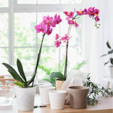 Orchidee rosa - Phalaenopsis rosa - Willemse