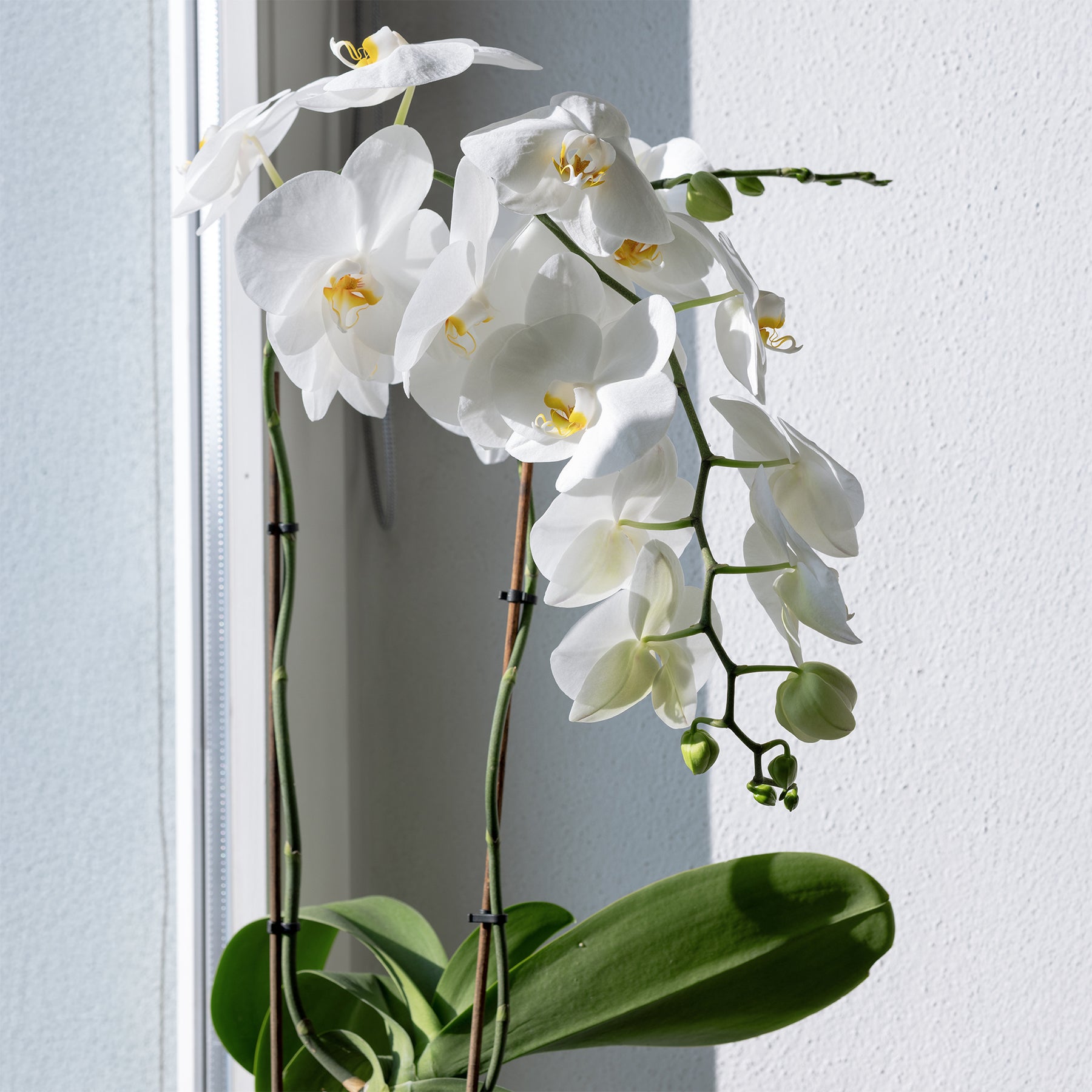 Weiße Phalaenopsis - Phalaenopsis white - Willemse
