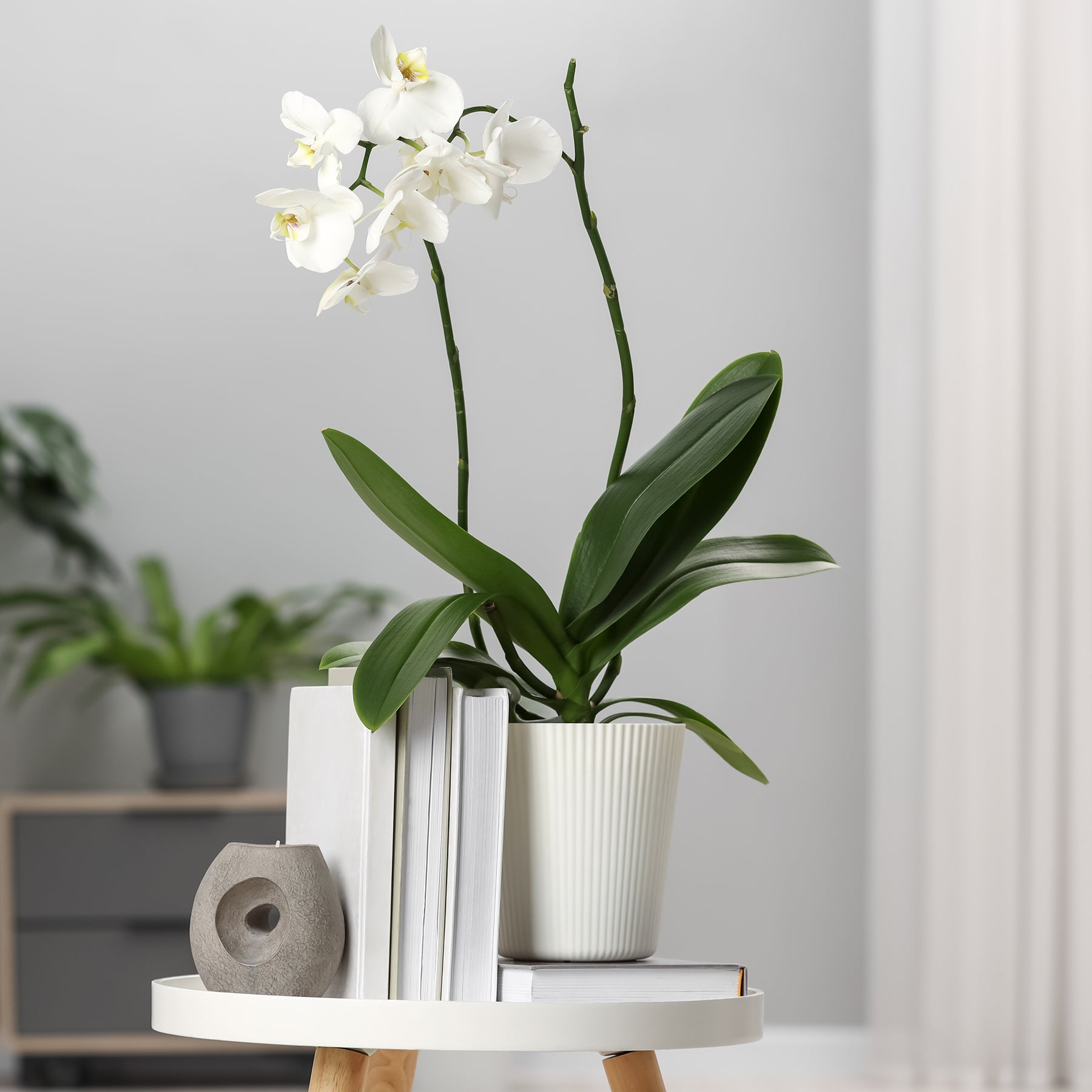 Weiße Phalaenopsis - Willemse