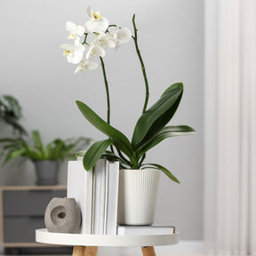 Weiße Phalaenopsis - Willemse