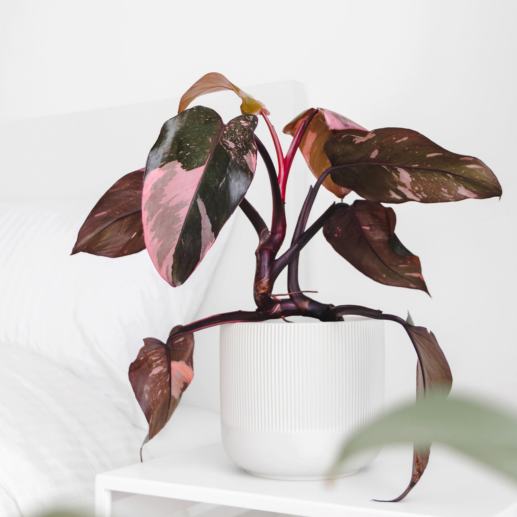 Philodendron Pink Princess - Philodendron Pink Princess - Willemse