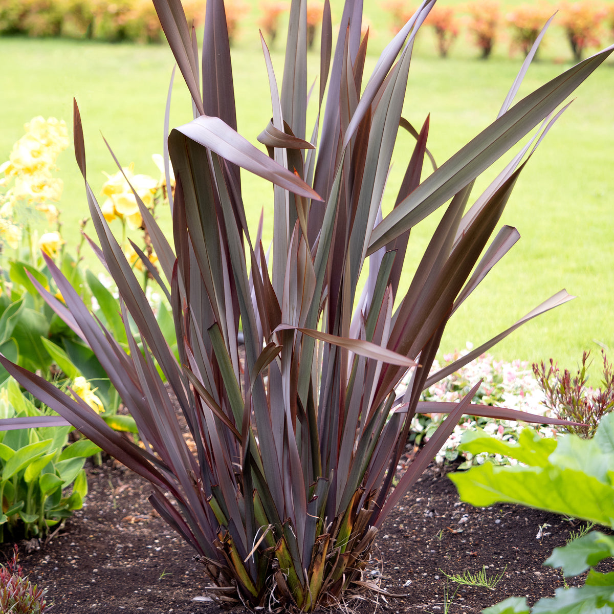 Neuseeländischer Flachs ‘Black Adder’® - Phormium tenax Black Adder ® - Willemse