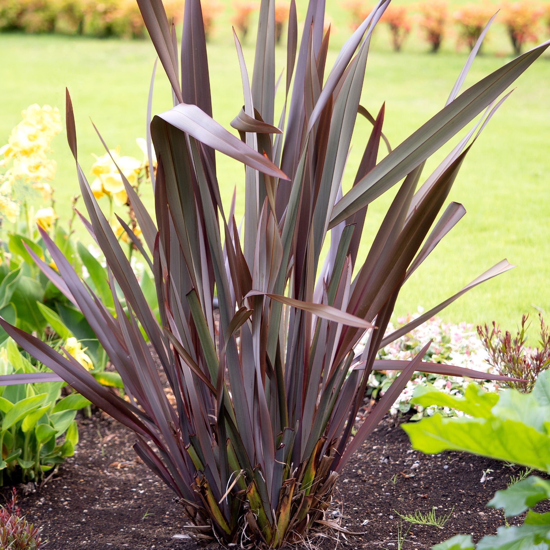 Neuseeländischer Flachs ‘Black Adder’® - Phormium tenax Black Adder ® - Willemse