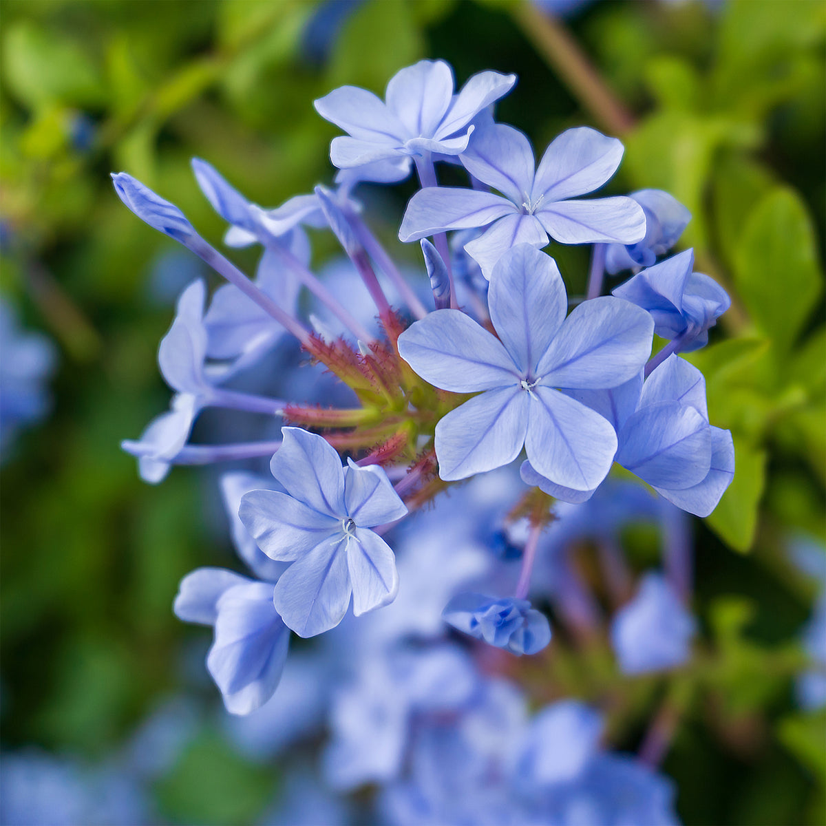 Bleiwurz 'Dark Blue' - Plumbago auriculata Dark Blue - Willemse
