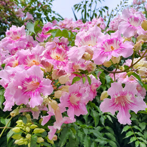 Rosa Klettertrompete ‘Comtesse Sarah’ - Podranea ricasoliana Comtesse Sarah - Willemse