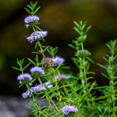 Hirschminze - Mentha cervina - Willemse