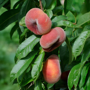 Verkauf Pfirsich Saturn - Prunus persica Saturne