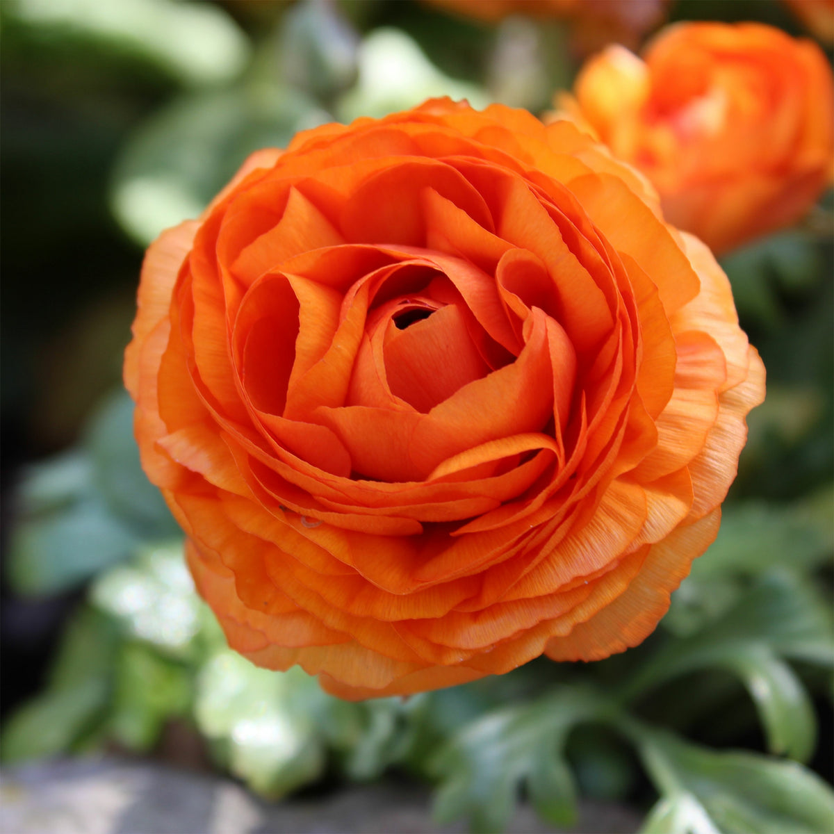 Asiatische Ranunkeln Orange (x10) - Willemse