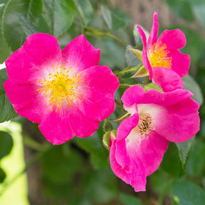 Rosa wichuraiana American Pillar - Ramblerrose American Pillar - Kletterrosen