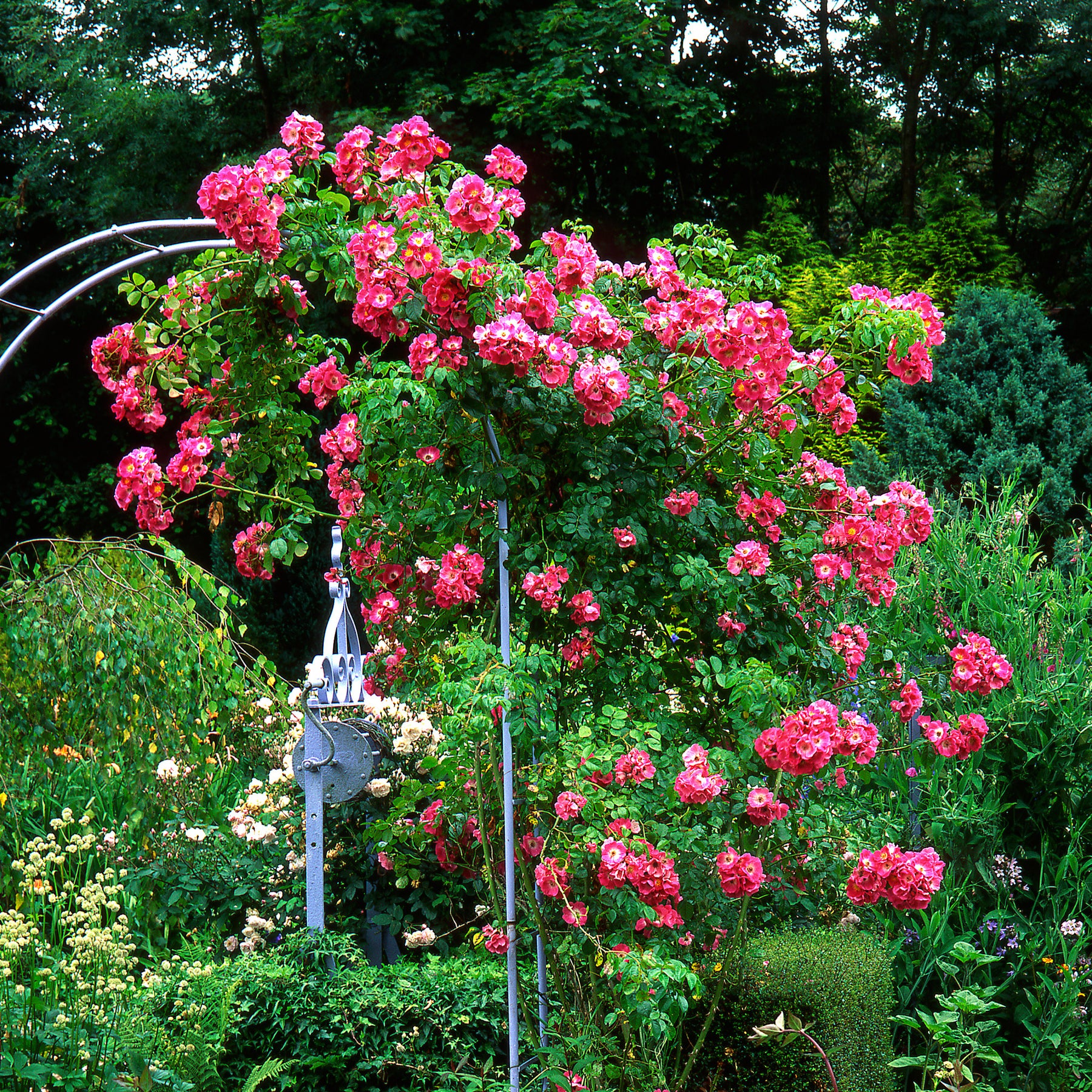 Ramblerrose American Pillar - Rosa wichuraiana American Pillar - Willemse