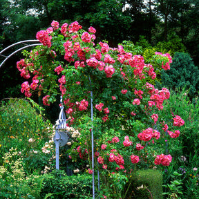 Ramblerrose American Pillar - Rosa wichuraiana American Pillar - Willemse