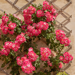 Ramblerrose American Pillar - Willemse