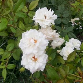 Banks-Rose ‘Alba Plena’ - Rosa banksiae Alba Plena - Willemse