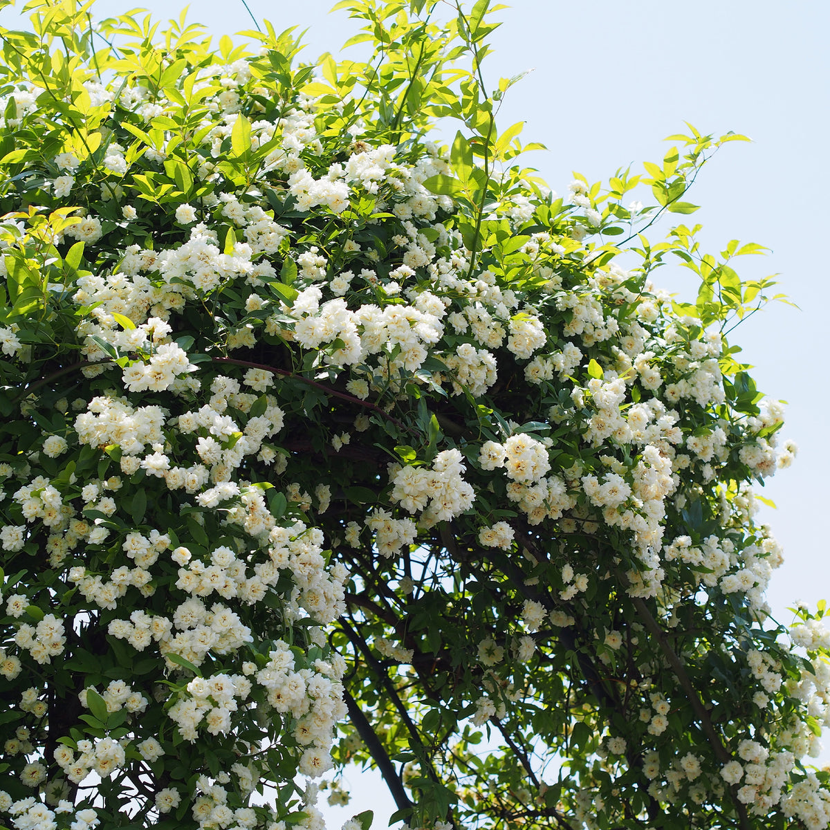 Banks-Rose ‘Alba Plena’ - Willemse