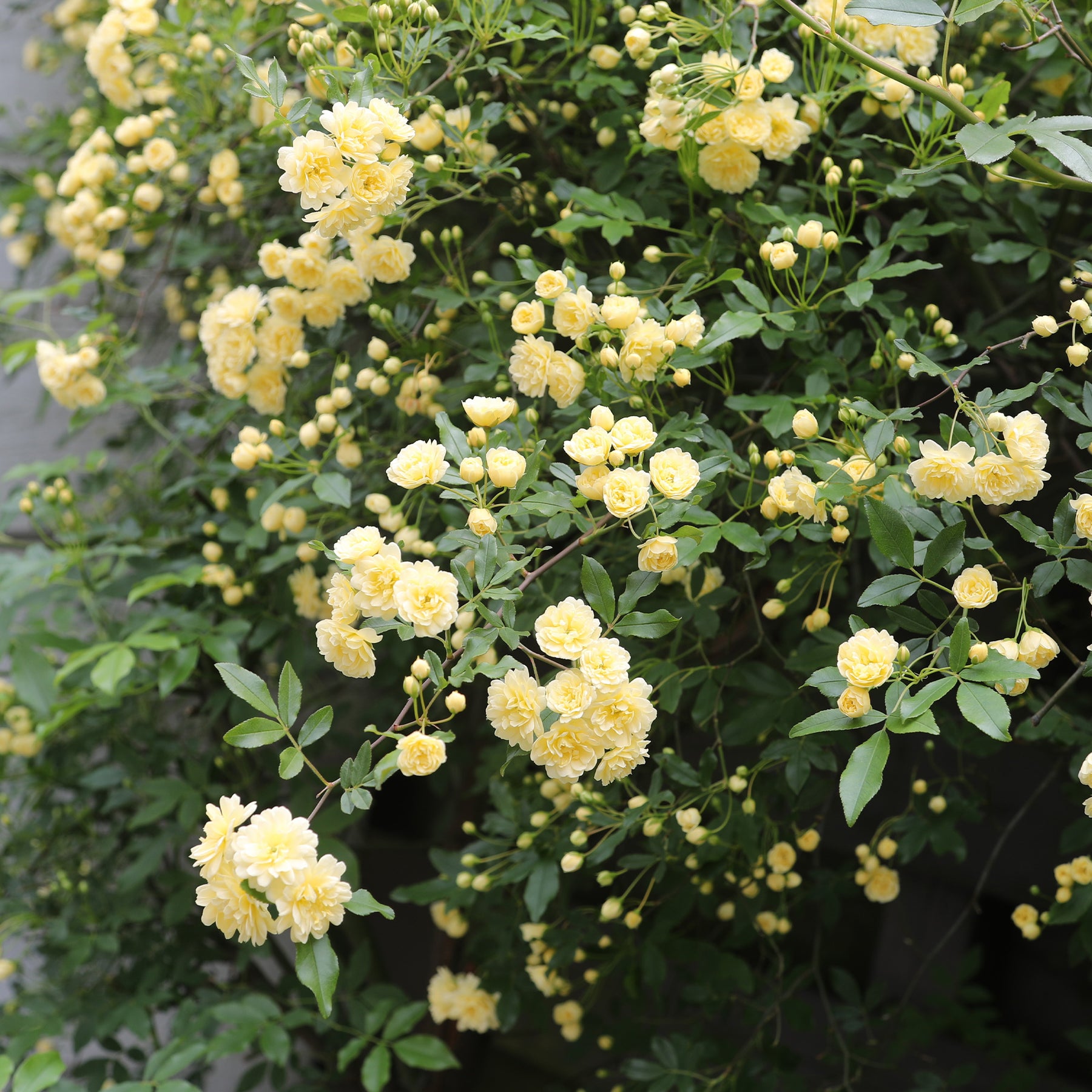 Kletterrosen - Banks-Rose gelb - Rosa banksiae Lutea