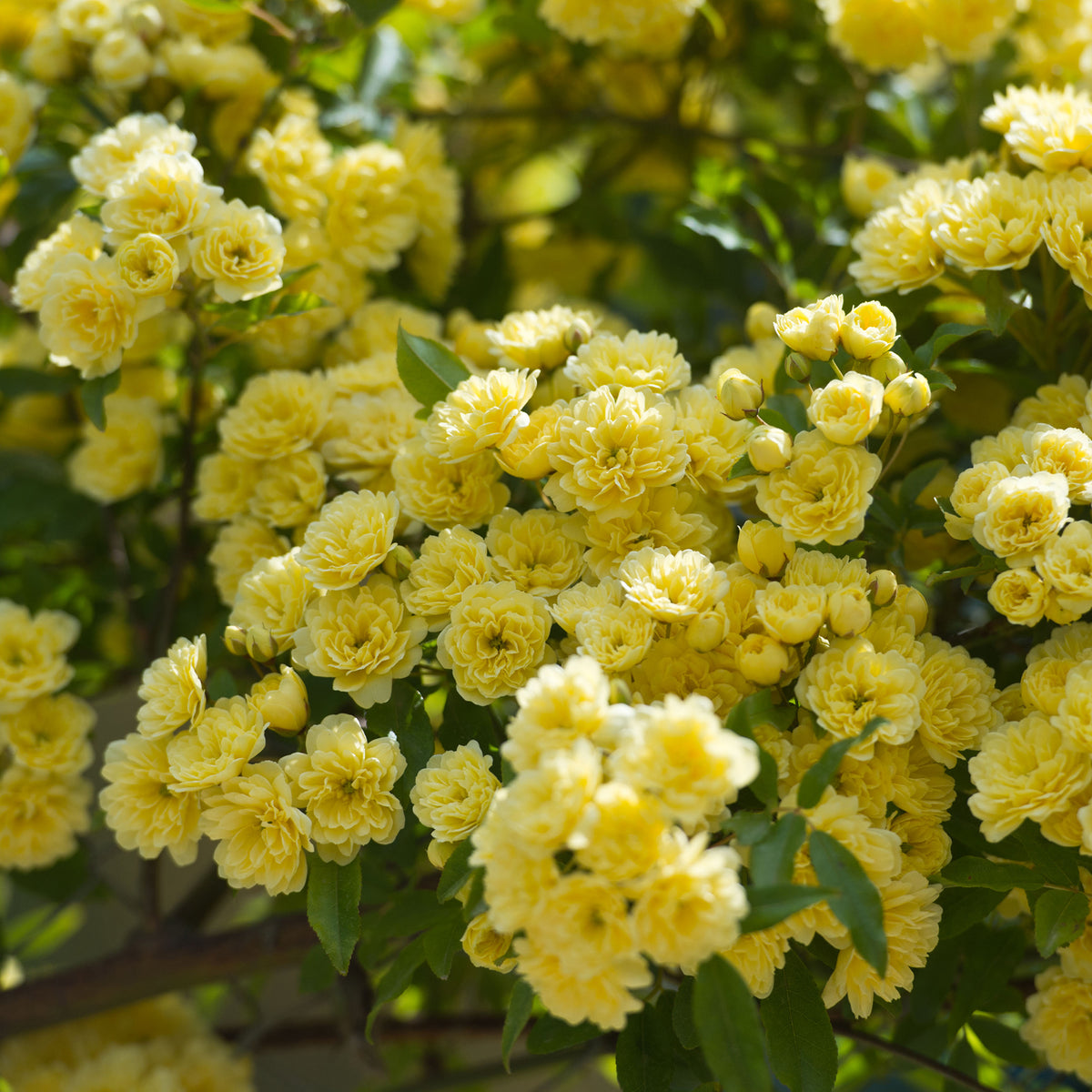 Banks-Rose gelb - Rosa banksiae Lutea - Willemse