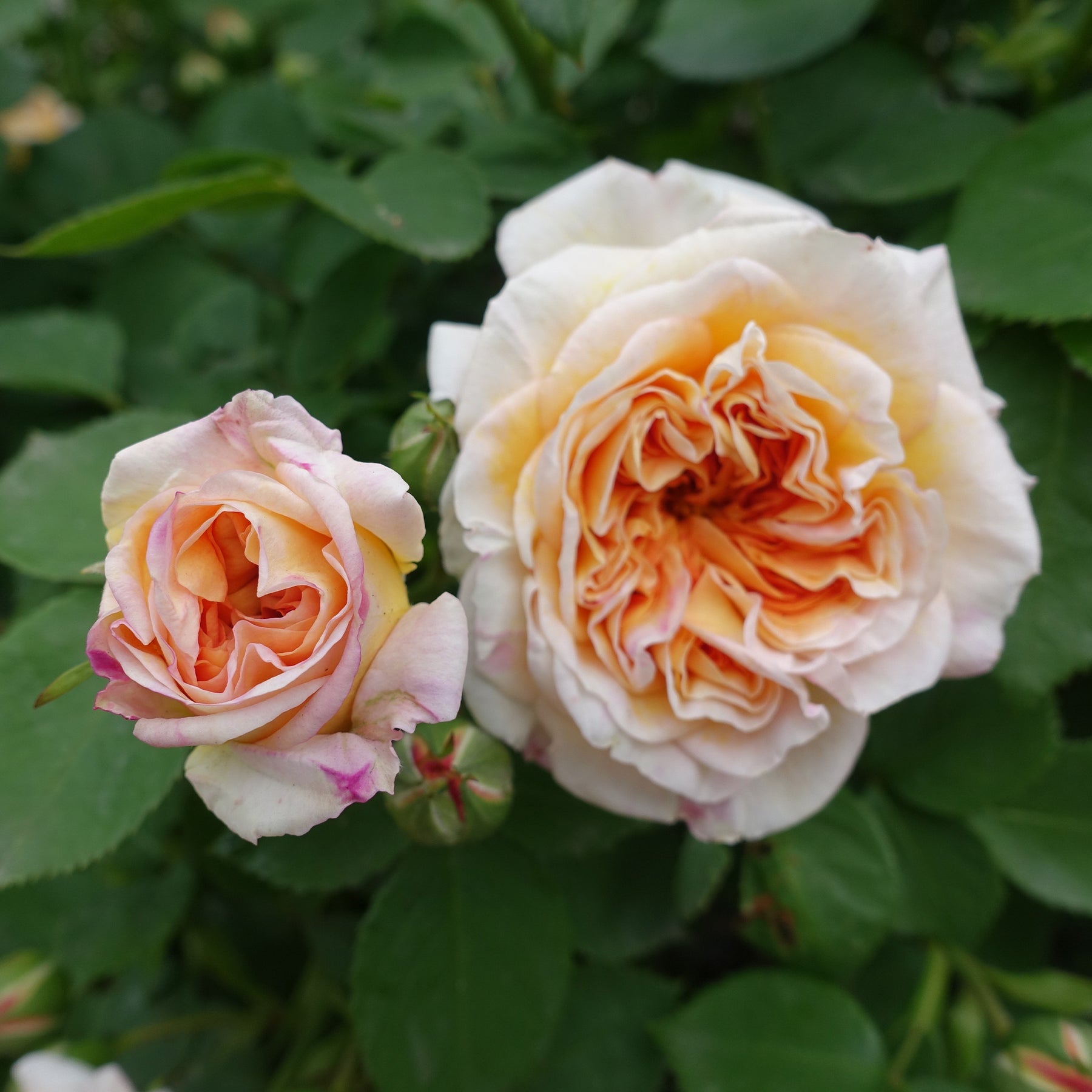 Englische Kletterrose ‘Bathsheba’® - Willemse