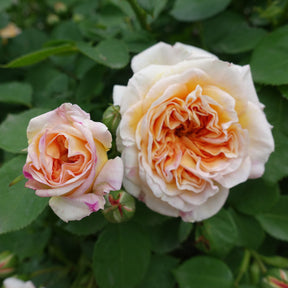 Englische Kletterrose ‘Bathsheba’® - Willemse