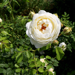 Englische Rose ‘Claire Austin’® - Rosa Claire Austin® Ausprior - Willemse
