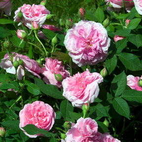 Englische Kletterrose 'Gertrude Jekyll'® - Rosa Gertrude Jekyll® Ausbord - Willemse