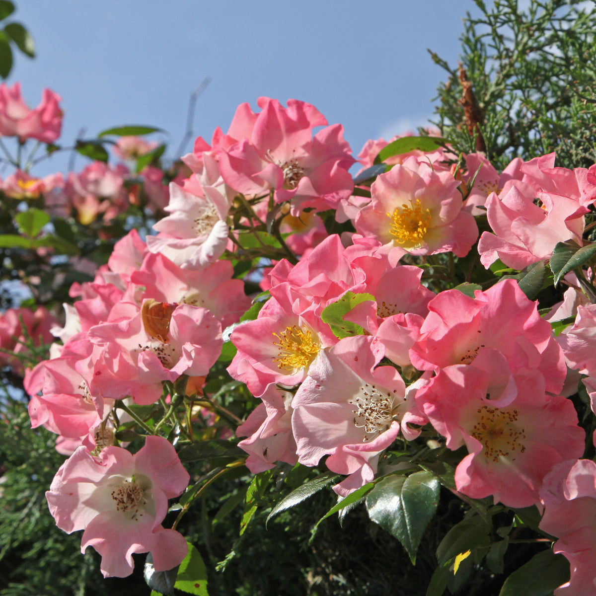 Rambler-Rose Kew Rambler - Rosa Kew Rambler - Willemse