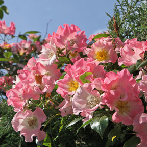 Rambler-Rose Kew Rambler - Rosa Kew Rambler - Willemse