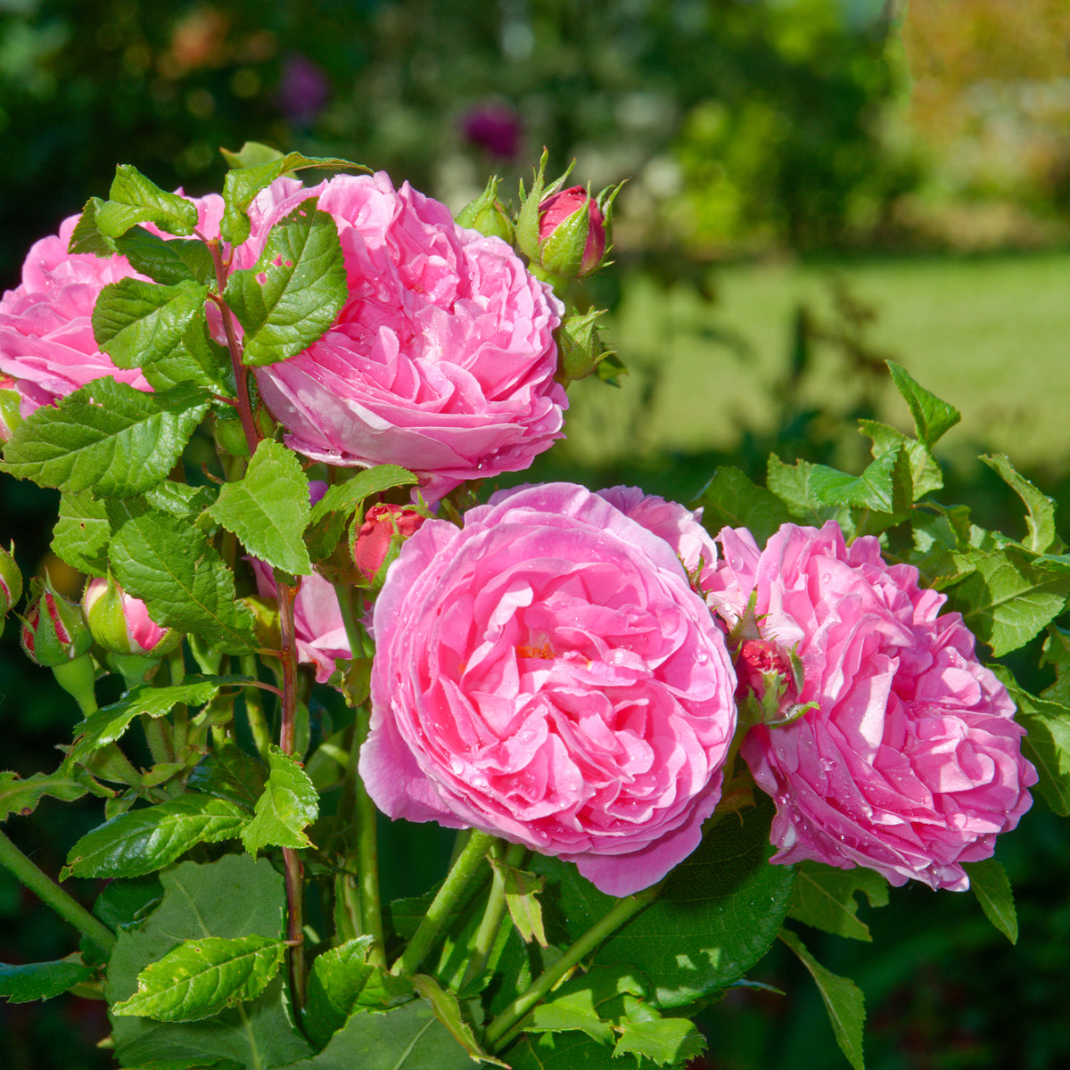 Historische Rose ‘Louise Odier’ - Rosa Louise Odier - Willemse