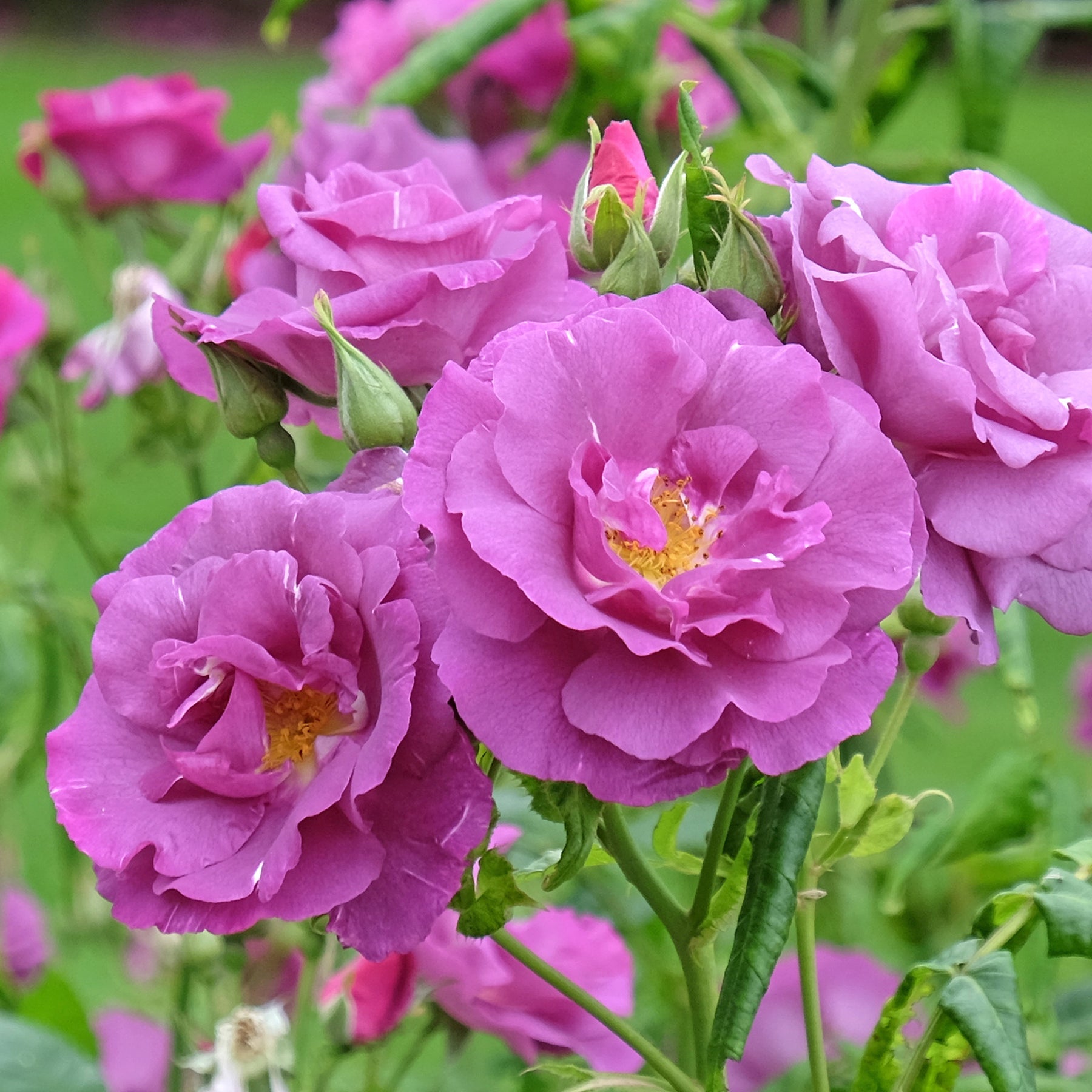 Beetrose ‘Rhapsody in Blue’® - Rosa Rhapsody in Blue® Frantasia - Willemse