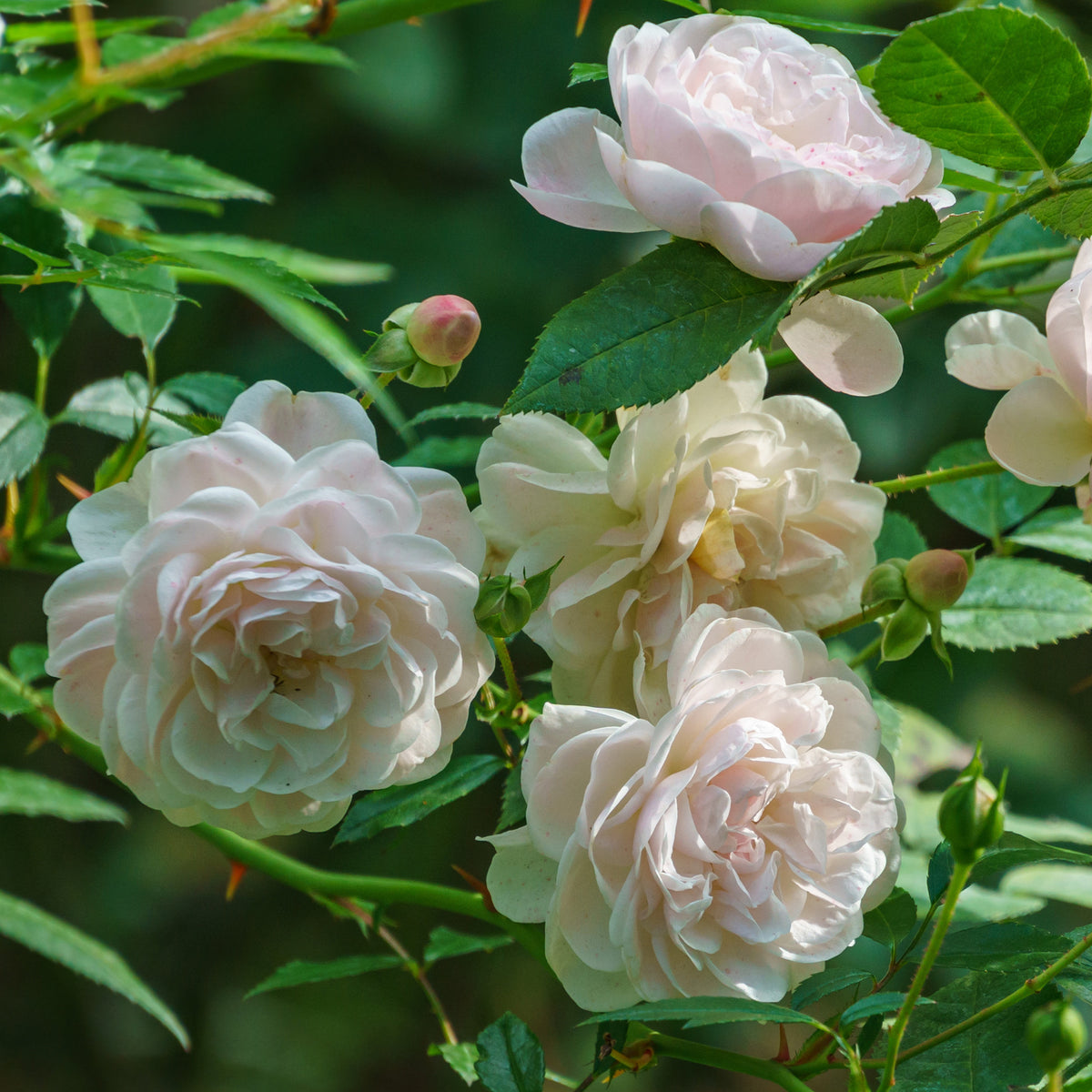 Bodendeckerrose 'Sea Foam' - Rosa Sea Foam - Willemse