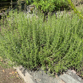 Bohnenkraut - Satureja - Willemse