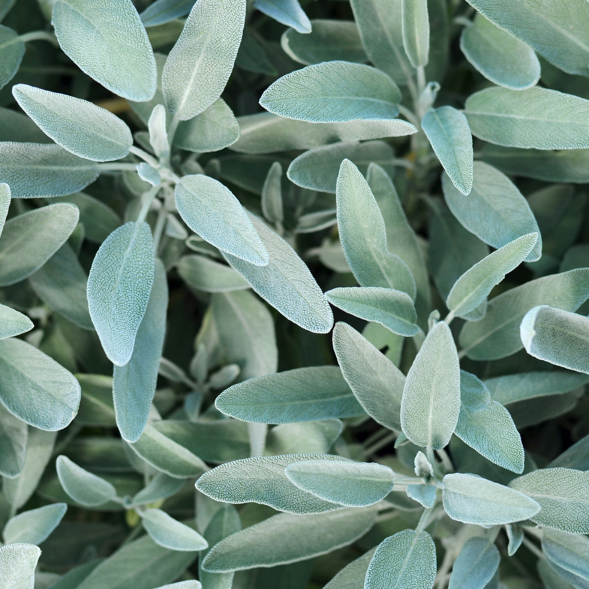 Gartensalbei - Salvia officinalis - Willemse