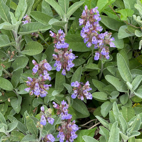 Gartensalbei - Willemse