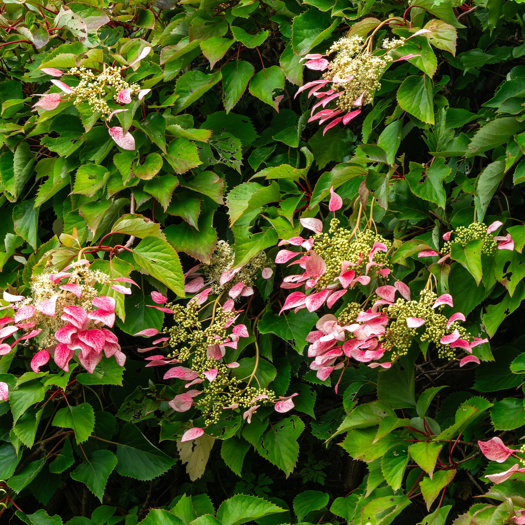 Kletterhortensie 'Roseum' - Willemse