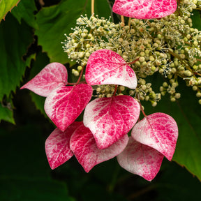 Kletterhortensie 'Roseum' - Schizophragma hydrangeoides Roseum - Willemse