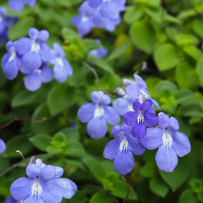 Purpur-Streptocarpus - Streptocarpus saxorum - Willemse