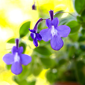 Purpur-Streptocarpus - Willemse