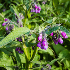Beinwell - Symphytum officinale - Willemse