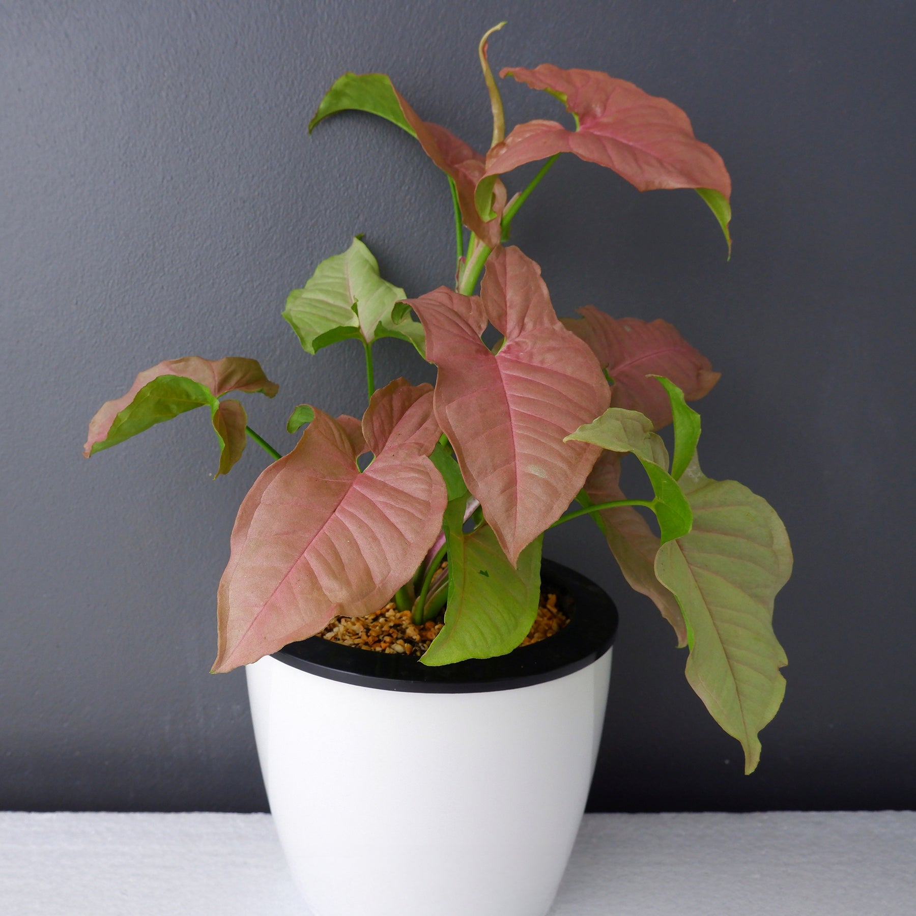 Pfeilblatt 'Neon' - Syngonium Neon - Willemse